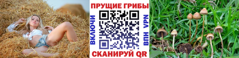Псилоцибиновые грибы GOLDEN TEACHER наркошоп Кыштым